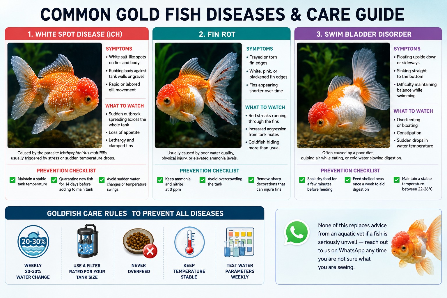 Common Goldfish Diseases: Symptoms, Treatment & Prevention