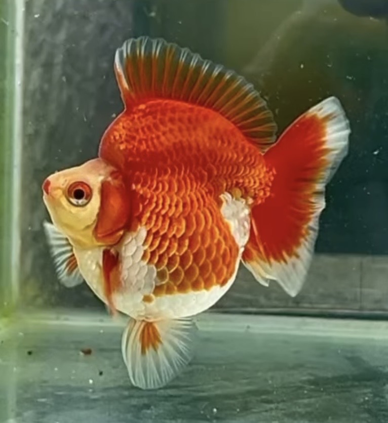 Ryukin
