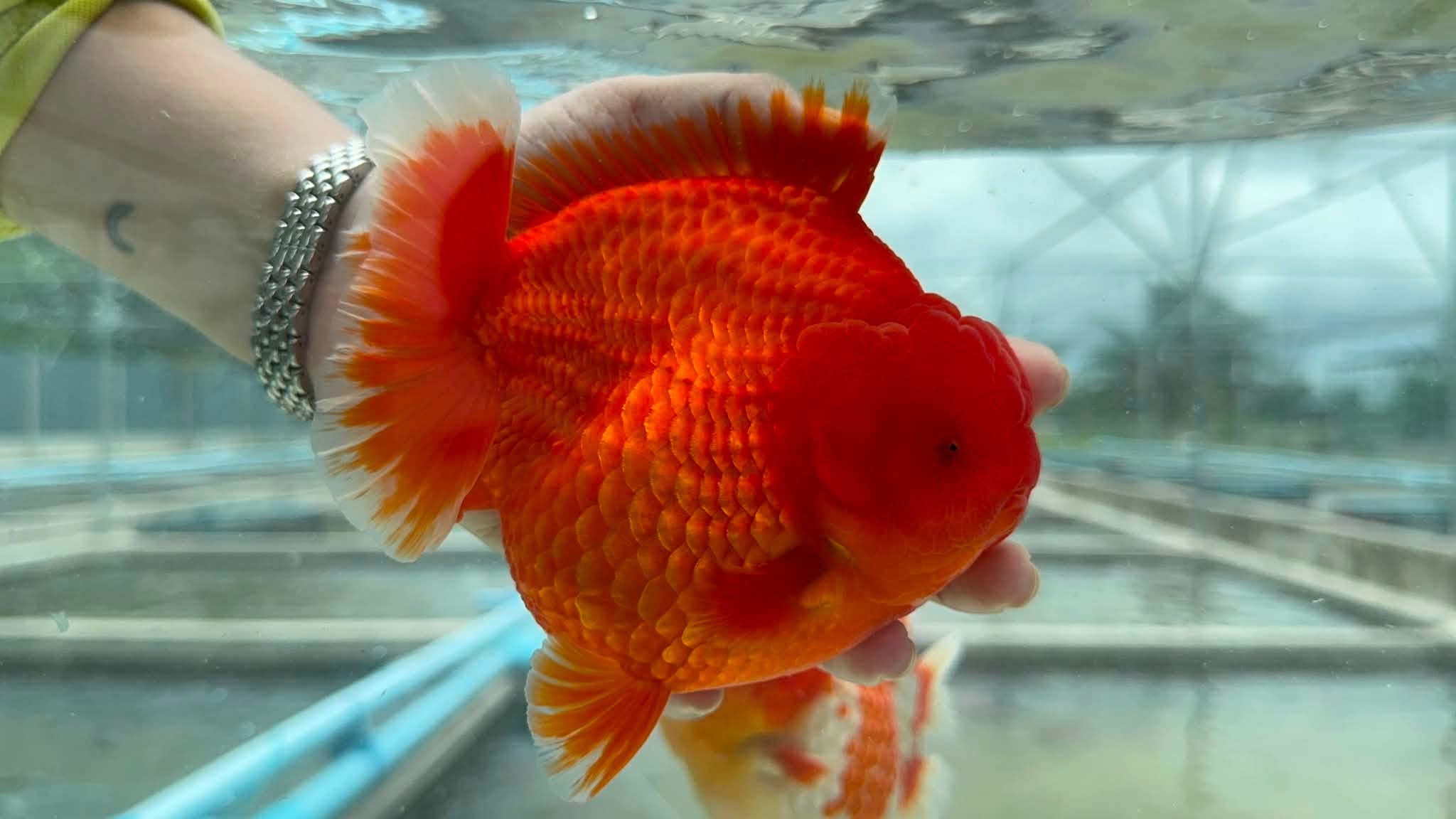 Oranda